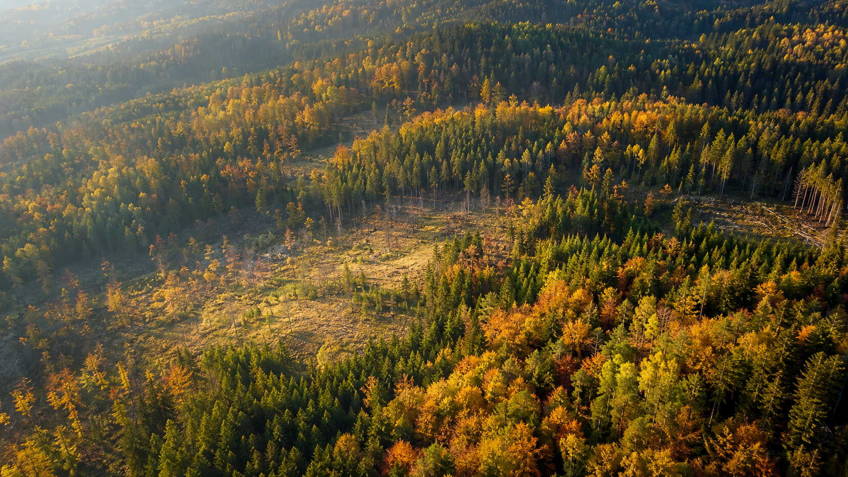 Toute la foret