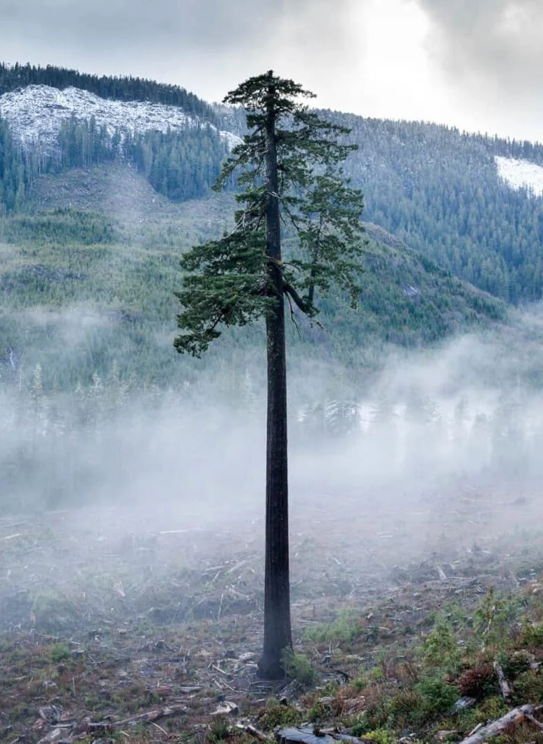A single tree seen up close