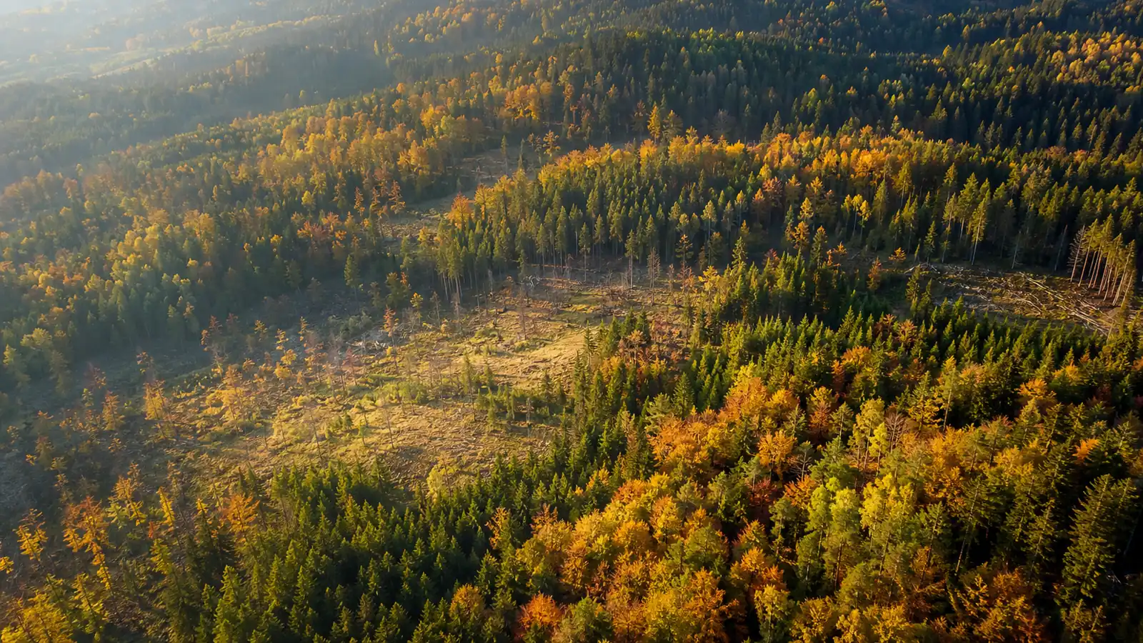 Aerial view of a forest